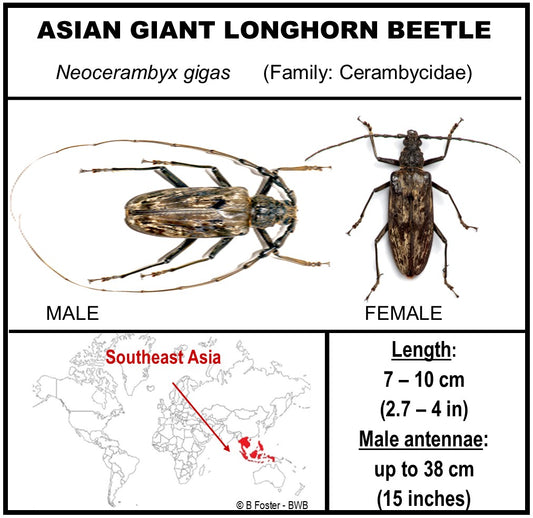 9091252 - Real Bug Acrylic Display Box - 9" X 12" - Asian Giant Longhorn Beetle - Pr.
