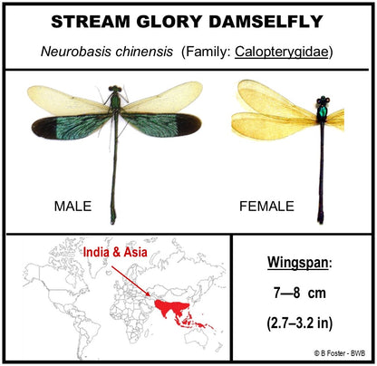 9040504 - Real Bug Acrylic Display Box - 4"X4" - Stream Glory Damselfly (Neurobasis chinensis) - Male