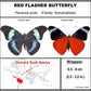 750213 - Butterfly Bubble - Med. - Round - Red Flasher Butterfly