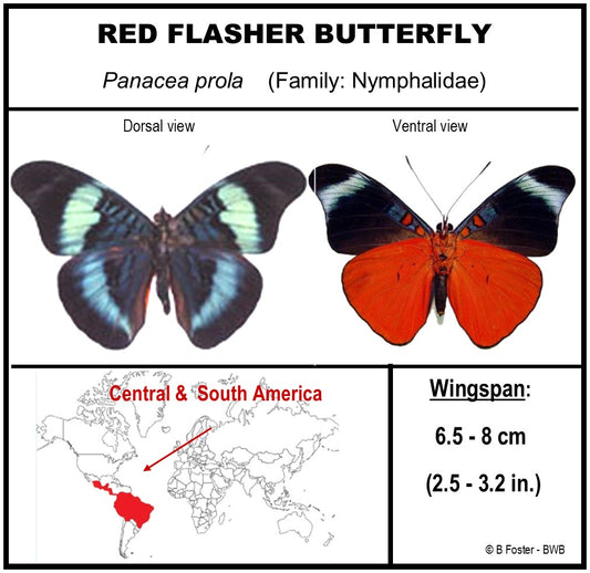 750213 - Butterfly Bubble - Med. - Round - Red Flasher Butterfly