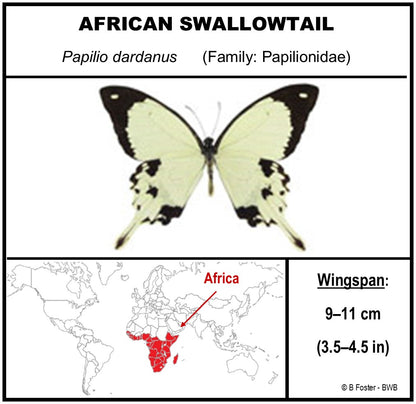 9060610 - Real Butterfly Acrylic Display Box - 6" X 6" - African Swallowtail (Papilio dardanus)