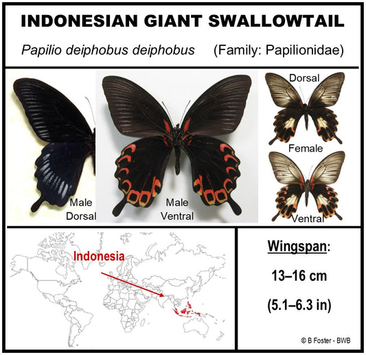 9070735 - Real Butterfly Acrylic Display Box - 7" X 7" - Indonesian Giant Swallowtail (Papilio deiphobus deiphobus)