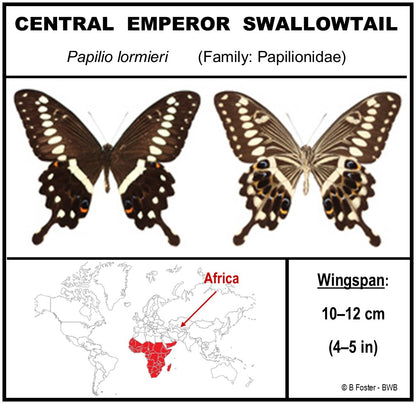 9060617 - Real Butterfly Acrylic Display Box - 6" X 6" - African Giant Swallowtail (Papilio lormieri)