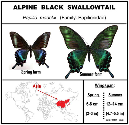 9060613 - Real Butterfly Acrylic Display Box - 6" X 6" - Alpine Black Swallowtail (Papilio maackii) - Summer