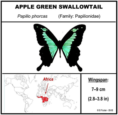 9101021 - Real Butterfly Acrylic Display Box - 10" X 10" - Apple Green Swallowtail / Vibrant Sulphur