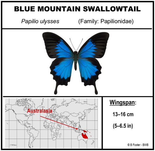 9101022 - Real Butterfly Acrylic Display Box - 10" X 10" - Vibrant Sulphurs / Blue Mountain Swallowtail