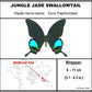 750307 - Butterfly Bubbles - Lg. - Round - Jungle Jade Swallowtail (Papilio karna)