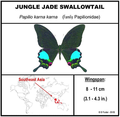 750307 - Butterfly Bubbles - Lg. - Round - Jungle Jade Swallowtail (Papilio karna)