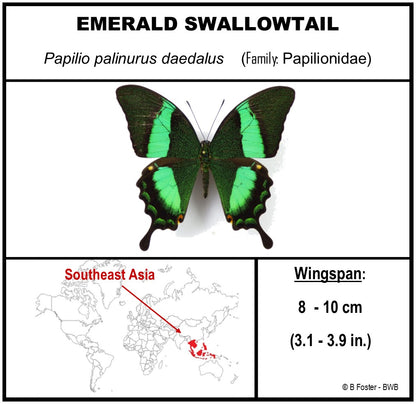 750305 - Butterfly Bubble - Lg. - Round - Emerald Swallowtail (Papilio palinurus daedalus)