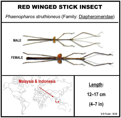 9091253 - Real Bug Acrylic Display Box - 9" X 12" - Red Wing Walking Stick - Female