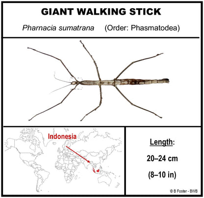 9081650 - Real Bug Acrylic Display Box - 8" X 16" - Giant Walking Stick