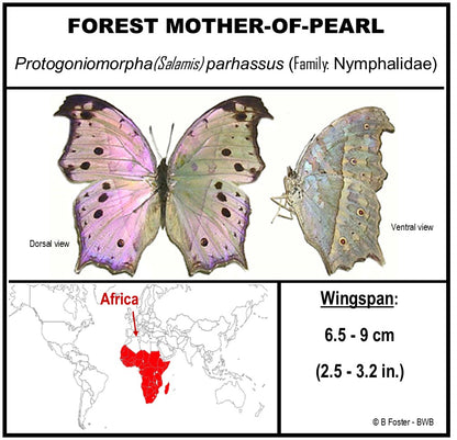 9050526 - Real Butterfly Acrylic Display Box - 5"X5" - Forest Mother-of-Pearl Butterfly (Salamis parhassus)
