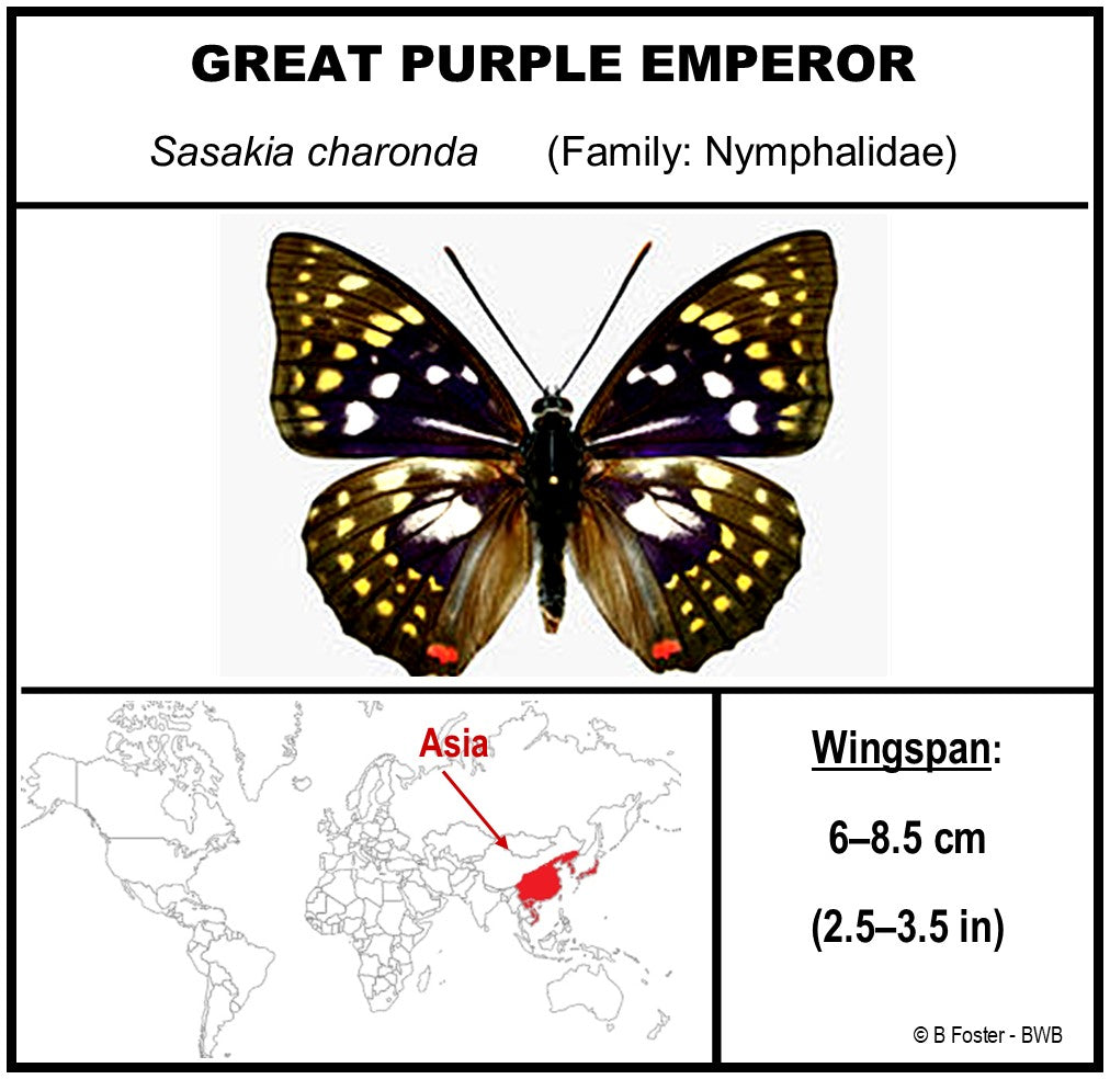 9050514 - Real Butterfly Acrylic Display Box - 5"X5" - Great Purple Emperor Butterfly (Sasakia charonda)