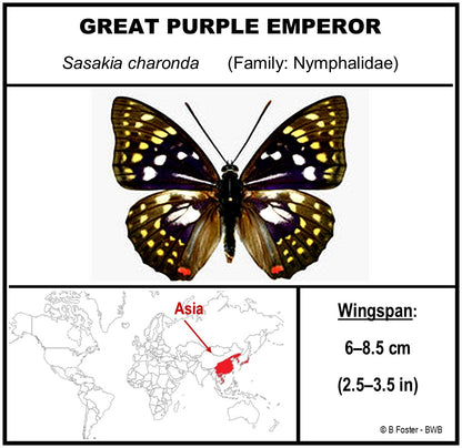 750801 - Butterfly Bubble - Med. - Heart Shape - Great Purple Emperor