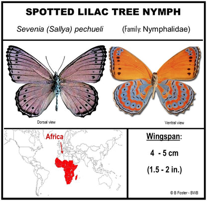 750102 - Butterfly Bubble - Sm. - Round- Spotted Lilac Tree Nymph