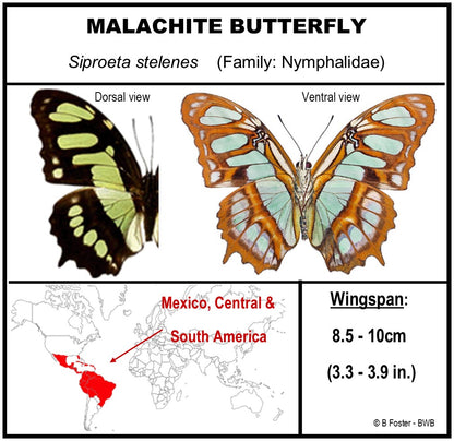 9040422 - Real Butterfly Acrylic Display Box - 4"X4" - Malachite Butterfly (Victorina stelenes) - Ventral