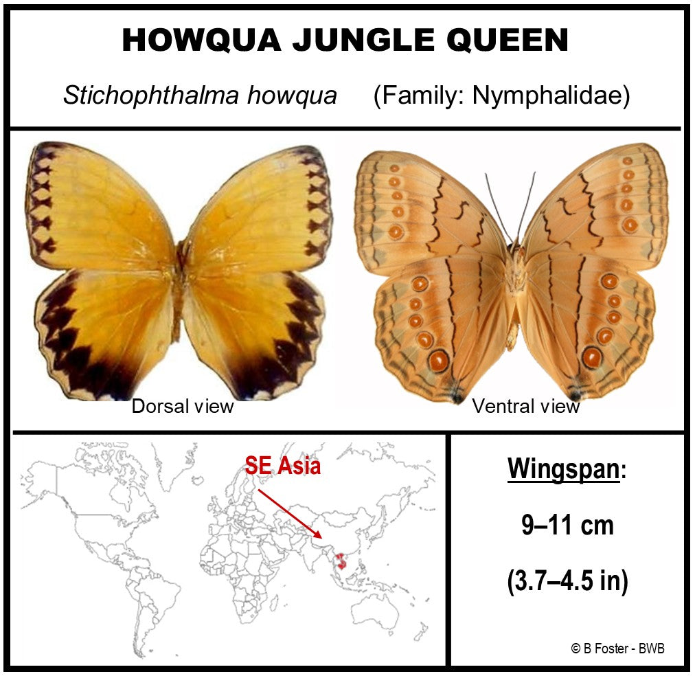 9060614 - Real Butterfly Acrylic Display Box - 6" X 6" - Howqua Jungle Queen Butterfly (Stichophthalma howqua) - Ventral