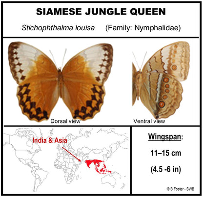 9070736 - Real Butterfly Acrylic Display Box - 7" X 7" - Siamese Jungle Queen Butterfly (Stichophthalma louisa) - Ventral