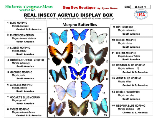 9162401 - Real Butterfly Acrylic Display Box - 16" X 24" - 15 Premium Morphos