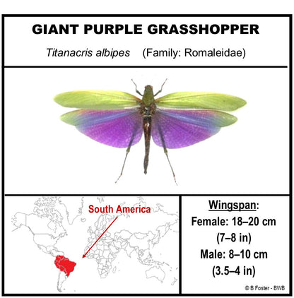 9060712 - Real Bug Acrylic Display Box - 6" X 6" - Diamond - Giant Purple Grasshopper (Lophacris albipes) - Male