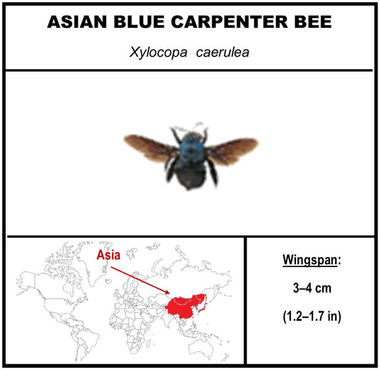 9040502 - Real Bug Acrylic Display Box - 4"X4" - Asian Blue Carpenter Bee (Xylocopa caerulea)