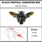 750860 - Butterfly Bubble - Med. - Heart Shape- Tropical Carpenter Bee