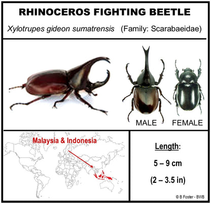 9040503 - Real Bug Acrylic Display Box - 4"X4" - Rhinoceros Beetle (Xylotrupes gideon) - Male