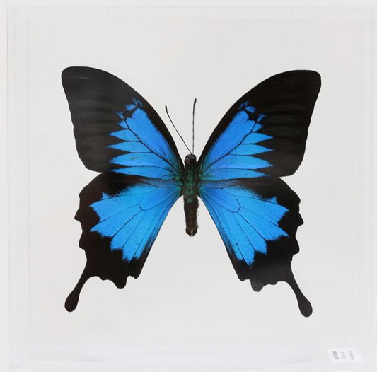 9060621 - Real Butterfly Acrylic Display Box - 6" X 6" - Blue Mountain Swallowtail (Papilio ulysses)