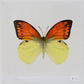9050501 - Real Butterfly Acrylic Display Box - 5"X5" - Vibrant Sulphur Butterfly (Hebomoia leucippe)