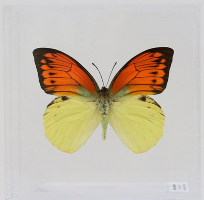 9050501 - Real Butterfly Acrylic Display Box - 5"X5" - Vibrant Sulphur Butterfly (Hebomoia leucippe)