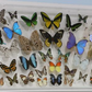 9204601 - Real Butterfly Acrylic Display Box - 20" X 46" - 50 Butterflies