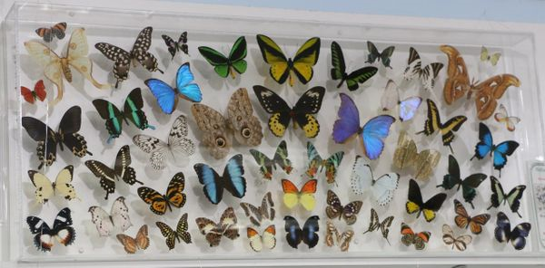9204601 - Real Butterfly Acrylic Display Box - 20" X 46" - 50 Butterflies