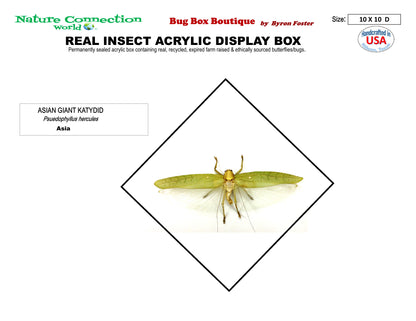 9101052 - Real Bug Acrylic Display Box - 10" X 10" - Giant Katydid