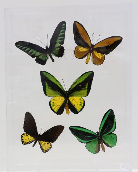 9121601 - Real Butterfly Acrylic Display Box - 12" X 16" - 5 Male Bird Wing Butterflies