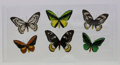 9122402 - Real Butterfly Acrylic Display Box - 12" X 24" - 3 pr. Bird Wing Butterflies