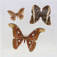 9121201 - Real Butterfly Acrylic Display Box - 12" X 12" - Faces & Mimicry
