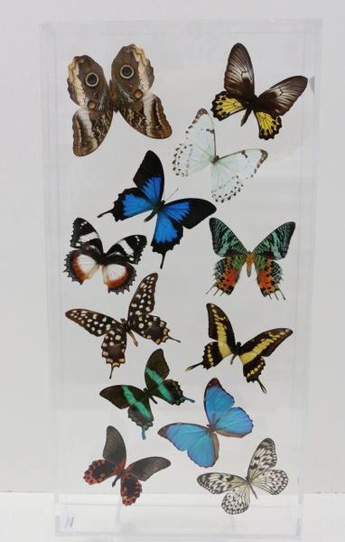 9122401 - Real Butterfly Acrylic Display Box - 12" X 24" - 12 Butterfly Wave