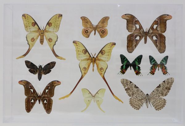 9162403 - Real Butterfly Acrylic Display Box - 16" X 24" - Exotic Moths