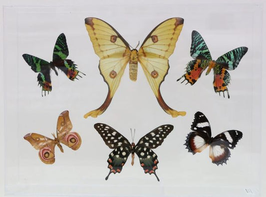 9121603 - Real Butterfly Acrylic Display Box - 12" X 16" - Best of Madagascar Species