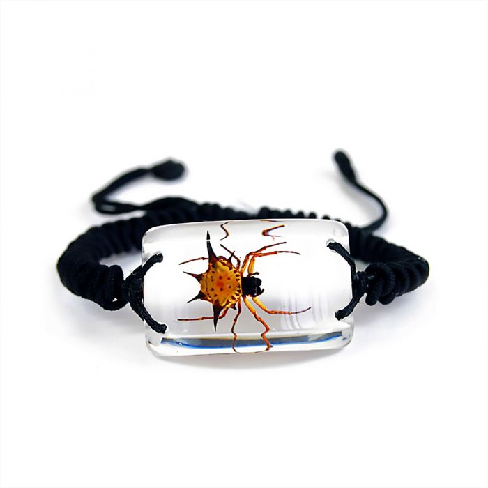 701505 - Real Insect - Bracelet - Rectangle - Spiny Spider