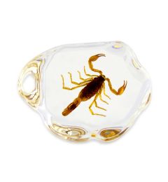 702407 - Real Insect - Deluxe Paperweight - Brown Scorpion