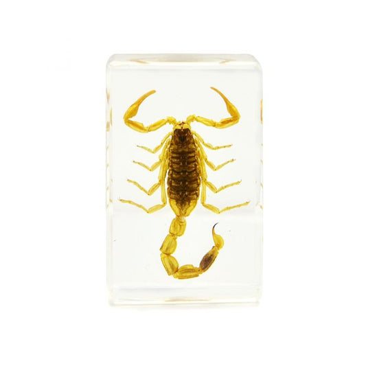 703001 - Real Insect - Paperweight - Small - Brown Scorpion
