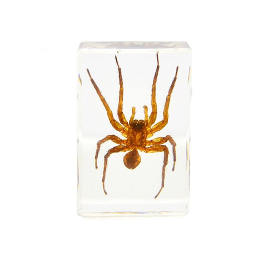 703035 - Real Insect - Paperweight - Small - Spider