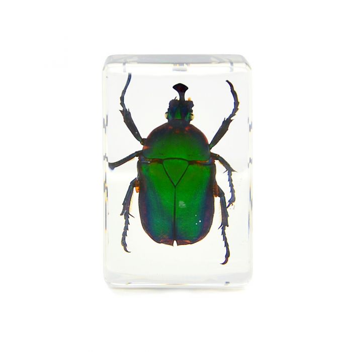 703041 - Real Insect - Paperweight - Small - Green Rose Chafer Beetle
