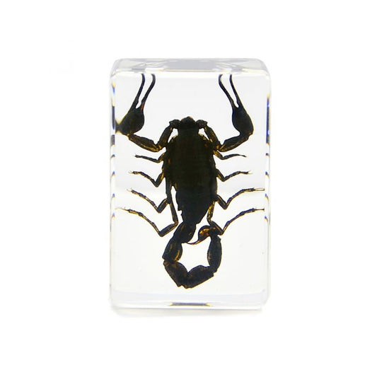 703091 - Real Insect - Paperweight - Small - Black Scorpion