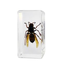 703264 - Real Insect - Medium Paperweight - Wasp