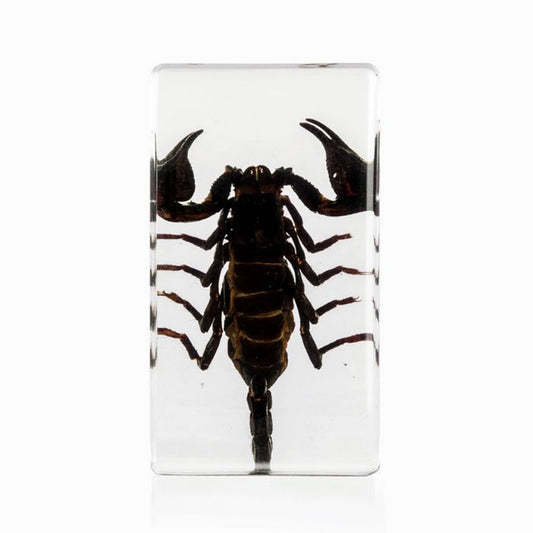 703279 - Real Insect - Medium Paperweight - Black Scorpion