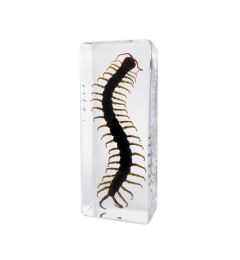 703373 - Real Insect - Lg. Paperweight - Centipede