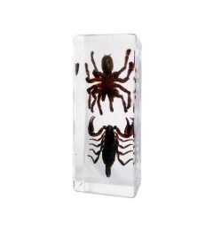 70339163 - Real Insect - Lg. Paperweight - Black Scorpion & Tarantula
