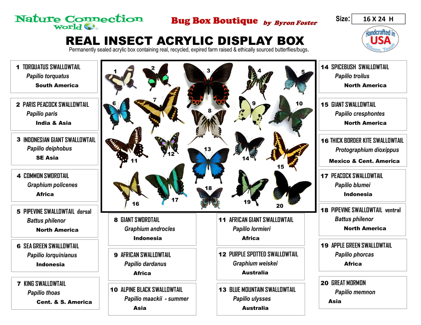 9162402 - Real Butterfly Acrylic Display Box - 16" X 24" - 20 Swallowtails